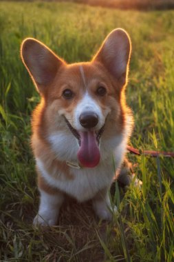Gal 'li genç ve güzel kırmızı köpek Corgi Pembroke gün batımında bir tarlada