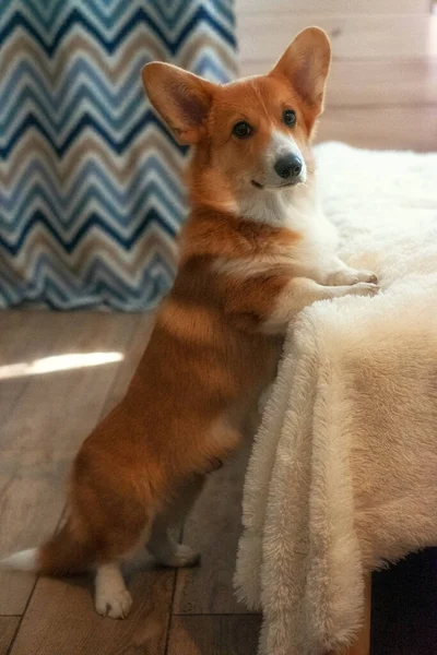 Perro Joven Raza Galesa Corgi Pembroke Casa Encuentra Cama — Foto de Stock