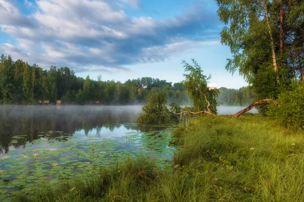 Искривленная Березка Красивом Утреннем Рассвете Лесном Озере Водой Лежит Летом — стоковое фото