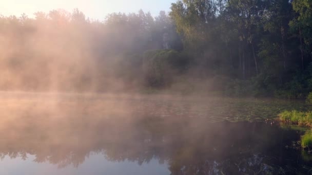 Gęsta Niebieska Mgła Unosi Się Nad Jeziorem Lesie Wczesnym Rankiem — Wideo stockowe