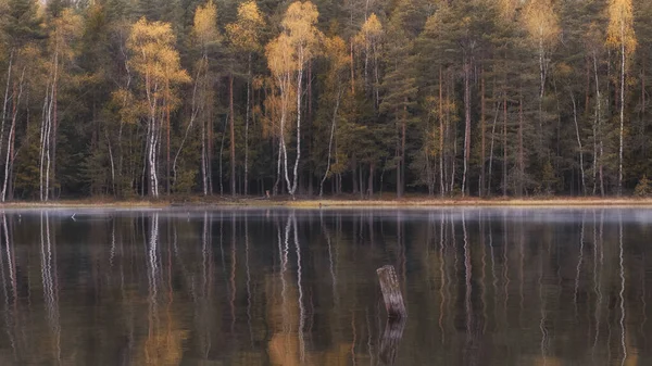 Krajobraz Tło Jesiennego Lasu Pobliżu Jeziora — Zdjęcie stockowe