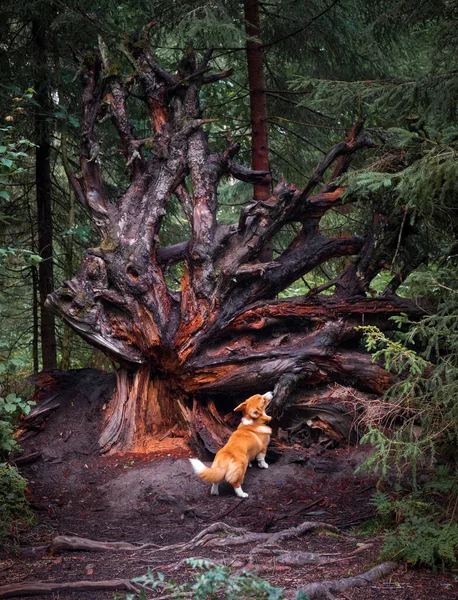 Liten Valp Hund Walesiska Corgi Pembroke Ras Älva Skog Vid — Stockfoto