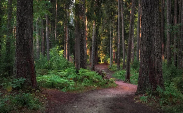Kręta Ścieżka Starym Słonecznym Północnym Lesie Pomiędzy Pniami Drzew Paprociami — Zdjęcie stockowe