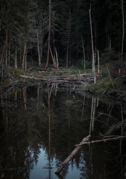 Серая Цапля Болоте Темном Густом Северном Лесу — стоковое фото