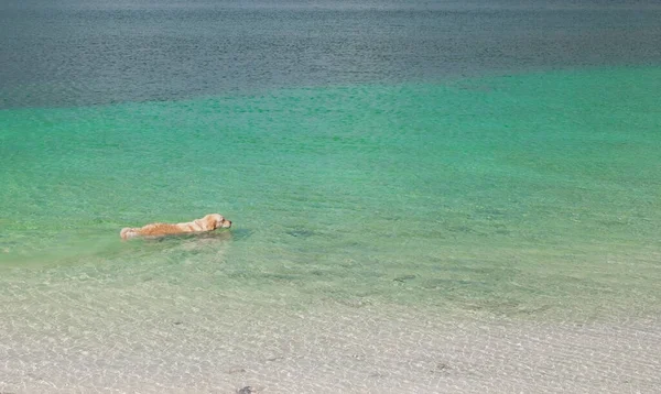 Köpek Yavrusu Golden Retriever Turkuaz Deniz Suyunda Yüzer — Stok fotoğraf