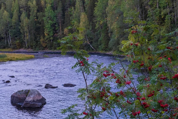 Frêne Rouge Montagne Sur Fond Rivière Orageuse Janisjoki Automne Carélie — Photo