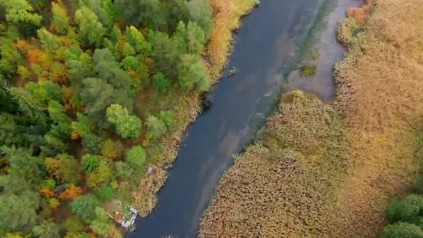 葦の間に水路と沼のある川の上の秋の北の森ドローンからの眺め — ストック動画