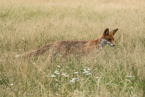 Vörös Róka Vulpes Vulpes Narancs Bundás Állat Róka Természetben Vadvilági — Stock Fotó