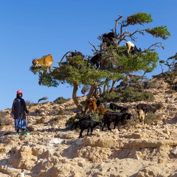 Cabras en árbol de argán . — Foto de Stock