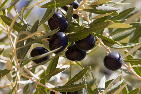Olive tree with black olives ripening.