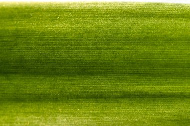 Uzun yeşil bir yaprağın makro parçası, doku, arkaplan