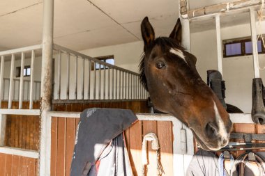 Bir ahırda atın kafasının yakın plan çekimi.