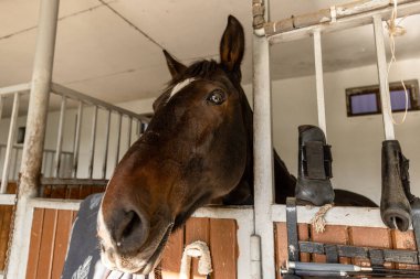 Çayırdaki bir atın kafasının yakın çekimi.
