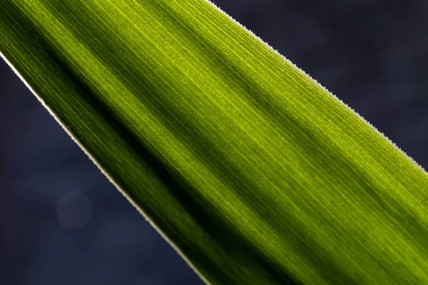 macro part of a long green leaf, abstract background