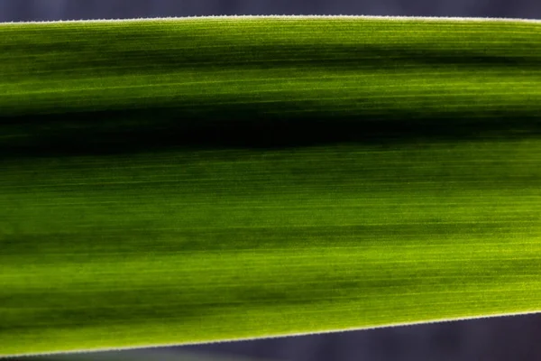 macro part of a long green leaf, abstract background