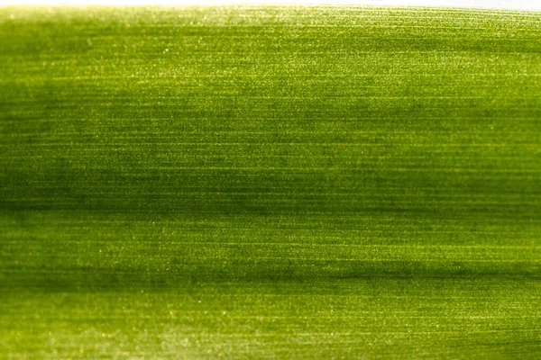 macro part of a long green leaf, texture, background