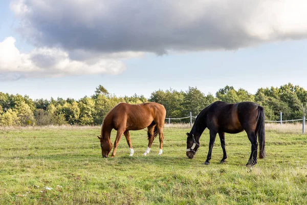 Dois Cavalos Pastam Campo Verde Uma Fazenda — Fotografia de Stock