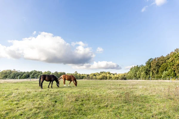 Dois Cavalos Pastam Campo Verde Uma Fazenda Dia Ensolarado Claro — Fotografia de Stock