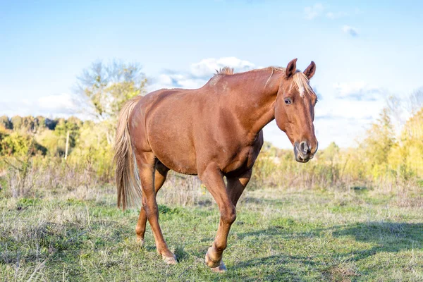 Hermoso Caballo Rojo Trotando Por Campo Amarillo Día Soleado — Foto de Stock