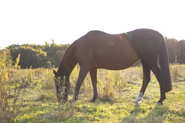 Caballo Negro Encuentra Campo Soleado Contra Fondo Del Bosque Hay — Foto de Stock