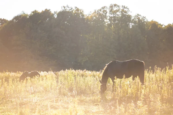 Лошади Пасутся Солнечном Желтом Поле Закате — стоковое фото