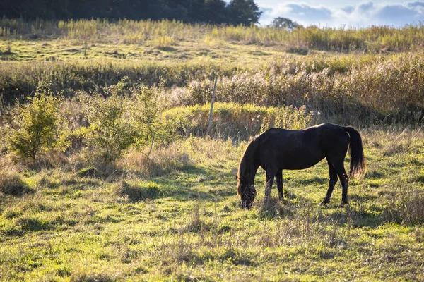 Cavalo Preto Fica Campo Selvagem Comer Grama Pôr Sol — Fotografia de Stock