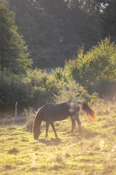Коричневая Лошадь Стоит Солнечном Лугу Рядом Лесом Ест Траву — стоковое фото