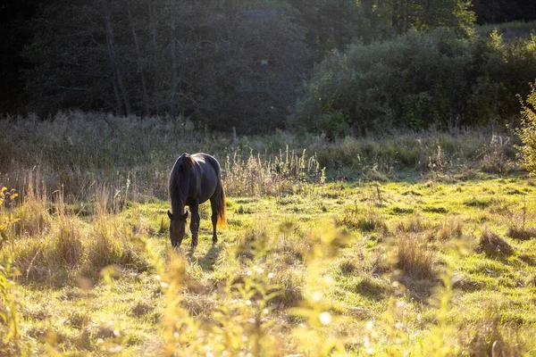 Cavalo Marrom Fica Prado Ensolarado Perto Floresta Comer Grama — Fotografia de Stock