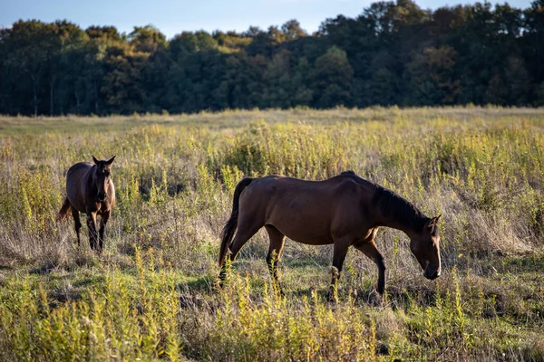 Dos Caballos Están Caminando Por Campo — Foto de Stock