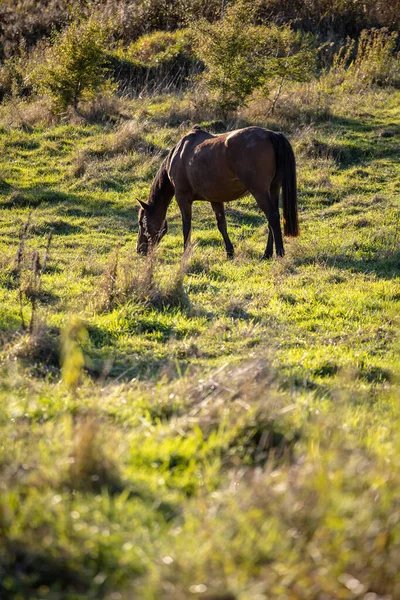Коричневая Лошадь Пасется Зеленом Солнечном Лугу — стоковое фото