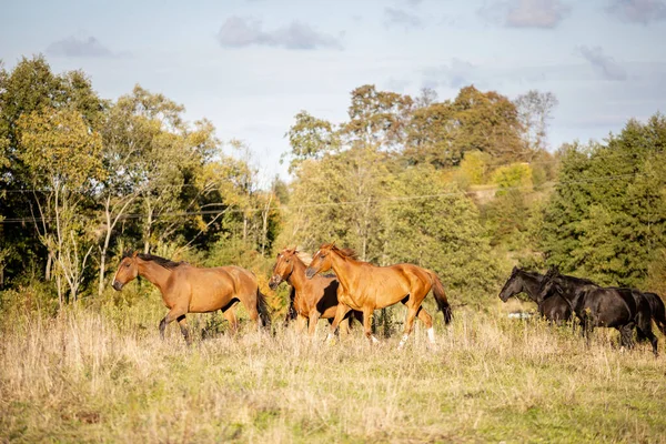 Una Pequeña Manada Caballos Galopando Través Del Campo Salvaje Contra — Foto de Stock