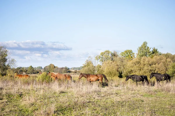 Una Pequeña Manada Caballos Camina Través Campo Salvaje Contra Telón — Foto de Stock