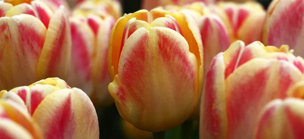 Uma Grande Quantidade Cores Variegadas Tulipas Grau Criam Fundo Primavera — Fotografia de Stock