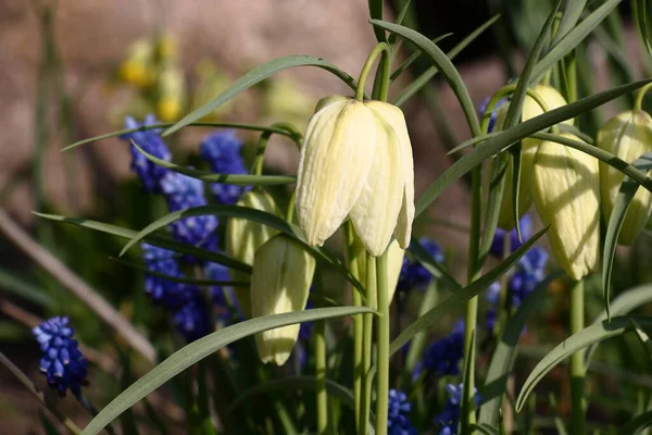 Skromne Bia Kwiaty Fritillaria Tle Ych Niebieskich Kwiat Muscari Wiosenna — Zdjęcie stockowe