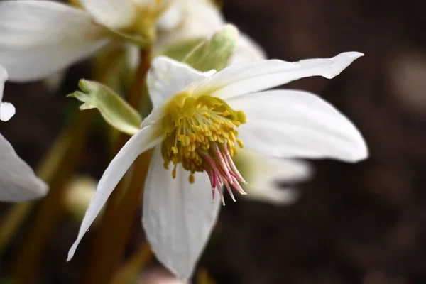 Enda Färsk Blomma Helleborus Med Vita Kronblad Och Gula Stammar — Stockfoto