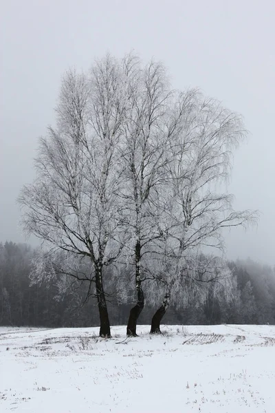 雪に覆われた畑の中で冬の少し霧の朝には3羽の鳥が霜で覆われています 森は遠くに見える — ストック写真