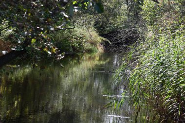 Güneşli bir sonbahar günü. Küçük nehir kıyıda yetişen çeşitli bitkiler arasında akar..