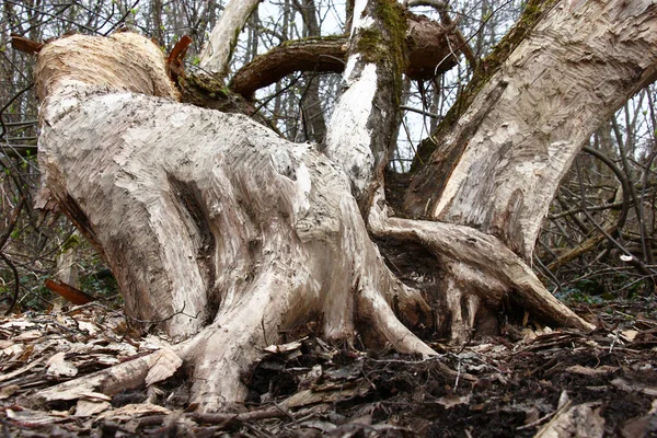 Thickets Water Willow Lies Bark Trunk Eaten Beaver — Stock Photo, Image