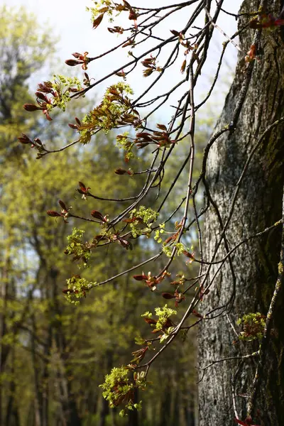 Våren Parken Lönn Grenar Finns Blommor Och Klibbiga Unga Blad — Stockfoto