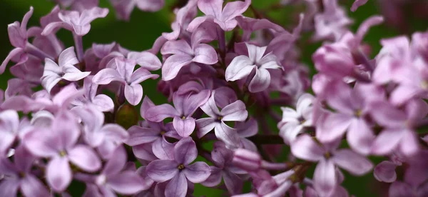 Flores Lila Tonos Lila Sobre Fondo Verde Panorama Jardín Primavera — Foto de Stock