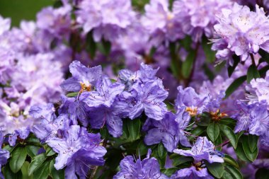 Dekoratif bahçe. Yakınlarda bol bol çiçek açan bir rhododendron çalısı. Çiçekleri menekşe, mavi ve mor tonlarda bir arkaplan oluşturur..