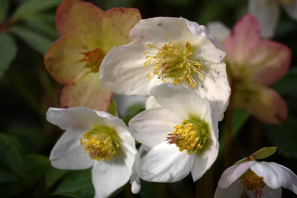 Dagen Våren Solen Lyser Färska Blommor Helleborus Niger Med Ljusa — Stockfoto