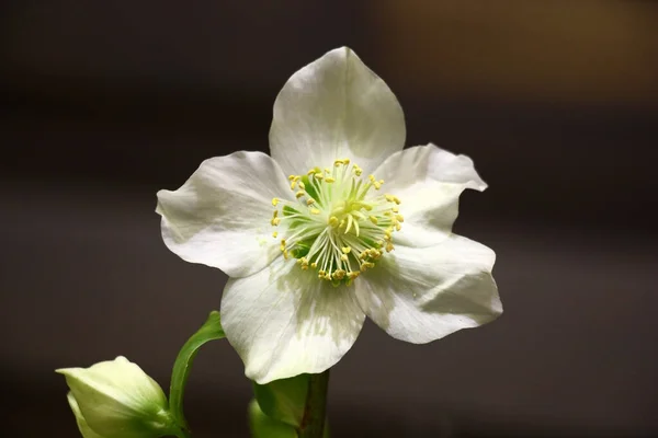 Enda Vit Blomma Helleborus Vid Artificiell Belysning Mot Mörk Bakgrund — Stockfoto