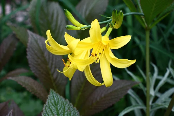 Fiori Gialli Lucenti Giglio Giorno Illuminato Con Sole Giorno Uno — Foto Stock