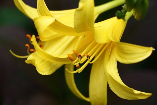 Bir Günün Parlak Sarı Çiçekleri Gün Işığıyla Aydınlanır Koyu Bir — Stok fotoğraf
