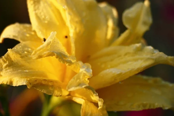 Solar Summer Evening Bright Yellow Terry Flower Day Lily Water — Stock Photo, Image