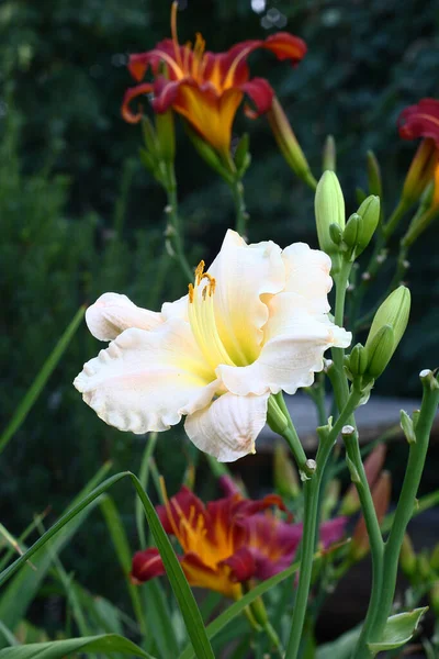 Большой Светлый Цветок Дневной Среди Нераскрытых Бутонов Кларета Желтыми Цветами — стоковое фото