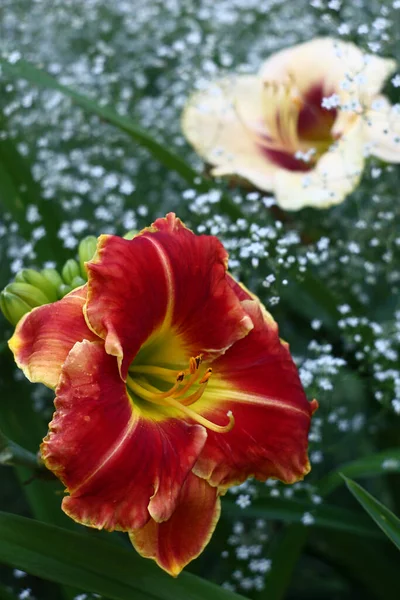 Garden Contrast Hemerocallis Gypsophila Simultaneously Blossom Bed — Stock Photo, Image