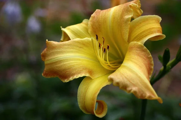 Sarı Yaprakları Kahverengi Gölgesi Olan Büyük Bir Zambak Çiçeği — Stok fotoğraf