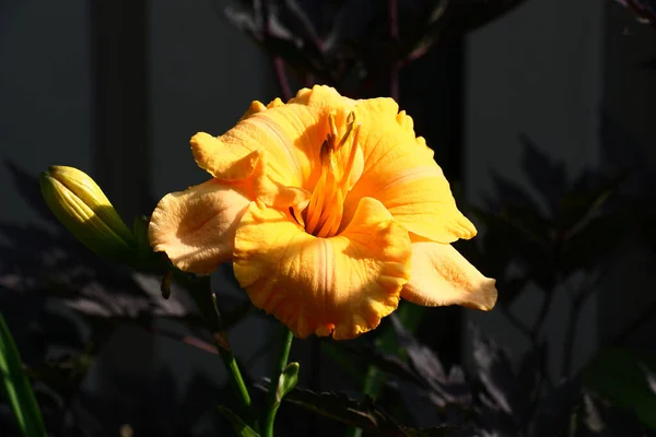 Morning Orange Flower Day Lily Shined Morning Beams Sun — Stock Photo, Image